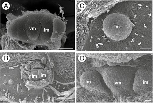 Early developmental stages of inflorescence of Brosimum gaudichaudii (A), Castilla elastica (B, C) and Ficus pertusa (D). (A) Triad of meristems with two lateral inflorescence meristems and a central vegetative meristem. (B) Elliptical receptacle of staminate inflorescence. Bracts removed. (C) Elliptical receptacle of pistillate inflorescence (bract removed). (D) Triad of meristems with two lateral inflorescence meristems and a central vegetative meristem. im, inflorescence meristem; vm, vegetative meristem. Scale bars (A, B) = 100 μm; (C) = 50 μm; (D) = 10 μm.