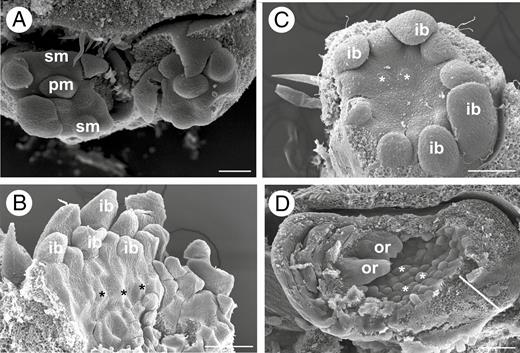 Intermediate developmental stages of inflorescence of Brosimum gaudichaudii (A), Castilla elastica (B, C) and Ficus pertusa (D). (A) Frontal view of the inflorescence. Note the initiation of a pistillate and staminate flower meristem. (B) Emergence of first floral staminate meristems along the receptacle (asterisks). (C) Initiation of the first floral pistillate meristem in the receptacle (asterisks). (D) Expansion of a lateral inflorescence meristem that assumes a concave shape. Note the emergence of floral meristems (asterisks) and orobracts, and the enlargement of the inflorescence wall white line). ib, involucral bract; or, orobracts; pm, pistillate flower primordium; sm, staminate flower primordium. Scale bars (A–D) = 100 μm.