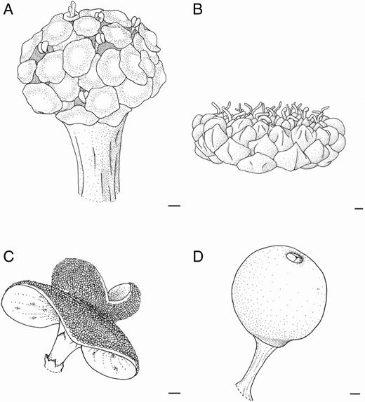 Final developmental stages of inflorescence of Brosimum gaudichaudii (A), Castilla elastica (B, C) and Ficus pertusa (D). (A) General inflorescence appearance. Note the peltate bracts covering the staminate and pistillate flowers. (B) General inflorescence appearance. Note the bivalvate receptacle completely open and stamens exposed. (C) General inflorescence appearance. Note the involucral bracts surrounding the receptacle. (D) General inflorescence appearance. Scale bars (A–D) = 200 μm.