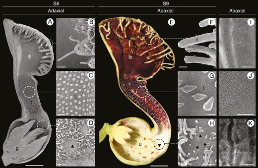 Aristolochia fimbriata, flower morphology and epidermal differentiation of the perianth. (A and E) Sagittal section through flowers at S6 (A) and S9 (E) stages. (B and F) Detail of fimbriae at S6 (B) and S9 (F); note hooked trichomes. (C and G) Secretory multicellular, conical trichomes on the adaxial epidermis of the tube at S6 (C) and S9 (G). (D and H) Detail of the utricle adaxial epidermis with osmophores surrounded by secretory, filamentous multicellular trichomes. (I–K) Detail of the abaxial epidermis of the limb (I), tube (J) and utricle (K), with scattered stomata. Arrowheads: osmophores; f, fimbriae; g, gynostemium; lb, limb; t, tube; u, utricle. Scale bars: 1 mm (A); 100 µm (B–D, I, K); 5 mm (E); 50 µm (F–H, J).