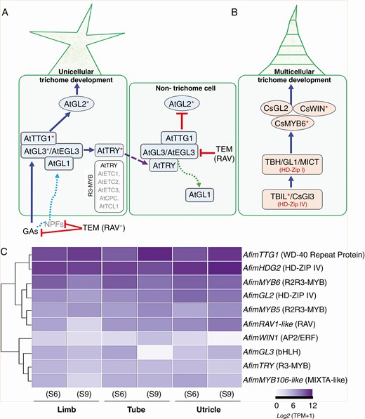 Canonical signalling pathways for unicellular and multicellular trichome development and comparative expression in Aristolochia fimbriata. (A) Schematic model of Arabidopsis trichome differentiation and surrounding pavement cell fate specification (modified from Zhao et al., 2008; Matías-Hernández et al., 2016). The activation complex is formed by GL1, TTG1 and GL3/EGL3 proteins. This complex activates transcription of GL2 to promote trichome formation while an R3-MYB repressor protein (TRY) moves to the neighbouring cells to repress trichome formation. R3-MYB members including TRY, CPC, ETC1, 2, 3 and TCL1 repress trichome initiation. RAV genes repress trichome initiation via gibberellins. (B) Proposed model for multicellular trichome patterning in Cucumis sativus (modified from Liu et al., 2016). Asterisks indicate the homologues evaluated in this study. (C) Heatmap displaying the expression of the ten candidate genes selected from the two models above. The relative abundance of transcript per million (TPM) values is shown for AfimGL2, AfimGL3, AfimHDG2, AfimMYB5, AfimMYB6, AfimMYB106-like, AfimRAV1-like, AfimTRY, AfimTTG1 and AfimWIN1 in the three perianth portions at S6 and S9.
