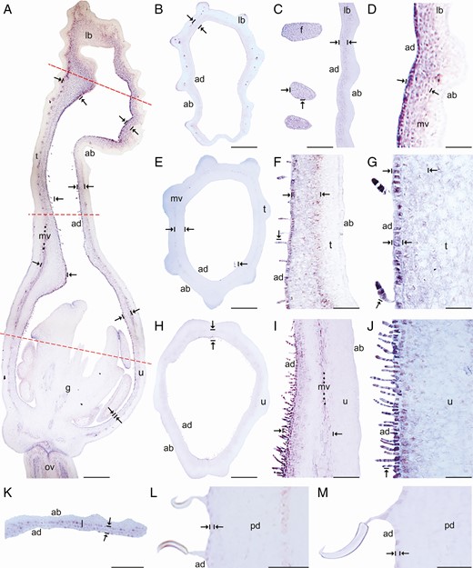 In situ hybridization of AfimGL2. (A) Sagittal section of the Aristolochia fimbriata flower at S6; note low expression in the abaxial epidermis with respect to the adaxial epidermis. (B–D) Transverse (B) and longitudinal (C, D) sections of the limb at low (B), mid- (C) and high (D) magnification. (E–G) Transverse (E) and longitudinal (F, G) sections of the tube at low (E), mid- (F) and high (G) magnification. (H–J) Transverse (H) and longitudinal (I, J) sections of the utricle at low (H), mid- (I) and high (J) magnification. (K) Transverse section of the leaf. (L–M) Longitudinal section of the floral pedicel and detail of its hooked trichomes (M) adaxial (ad) of the pedicel here and in Figs 4–8 is given in reference to the shoot axis. Arrow/bar signs point to tissue with positive expression; ab, abaxial epidermis; ad, adaxial epidermis; fi, fimbriae; g, gynostemium; l, leaf; lb, limb; mv, midvein; ov, ovary; pd, pedicel; t, tube; u, utricle. Scale bars: 100 µm (A, B, E, H); 150 µm (C, F, I); 200 µm (D, G, J); 60 µm (K–M).