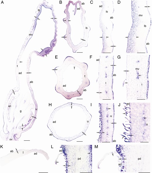 In situ hybridization of AfimMYB106-like gene. (A) Sagittal section of the Aristolochia fimbriata flower at S6; note strong expression in the adaxial limb mesophyll and the abaxial epidermis. (B–D) Transverse (B) and longitudinal (C, D) sections of the limb at low (B), mid- (C) and high (D) magnification. (E–G) Transverse (E) and longitudinal (F, G) sections of the tube at low (E), mid- (F) and high (G) magnification. (H–J) Transverse (H) and longitudinal (I–J) sections of the utricle at low (H), mid- (I) and high (J) magnification. (K) Transverse section of the leaf. (L–M) Longitudinal section of the floral pedicel and detail of its hooked trichomes (M). Arrow/bar signs point to tissue with positive expression; ab, abaxial epidermis; ad, adaxial epidermis; an, anther; fi, fimbriae; g, gynostemium; l, leaf; lb, limb; mv, midvein; ov, ovary; pd, pedicel; t, tube; u, utricle. Scale bars: 100 µm (A, B, E, H); 150 µm (C, F, I); 200 µm (D, G, J); 60 µm (K–M).