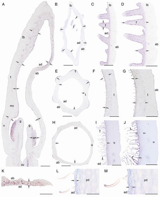 In situ hybridization of AfimRAV1-like. (A) Sagittal section of the Aristolochia fimbriata flower at S6; note expression restricted to the adaxial mesophyll of the perianth. (B–D) Transverse (B) and longitudinal (C, D) sections of the limb at low (B), mid- (C) and high (D) magnification. (E–G) Transverse (E) and longitudinal (F, G) sections of the tube at low (E), mid- (F) and high (G) magnification. (H–J) Transverse (H) and longitudinal (I–J) sections of the utricle at low (H), mid- (I) and high (J) magnification. (K) Transverse section of the leaf. (L–M) Longitudinal section of the floral pedicel (L) and detail of its hooked trichomes (M). Arrow/bar signs point to detailed expression patterns; ab, abaxial epidermis; ad, adaxial epidermis; an, anther; fi, fimbriae; g, gynostemium; l, leaf; lb, limb; mv, midvein; ov, ovary; pd, pedicel; t, tube; u, utricle. Scale bars: 100 µm (A, B, E, H); 150 µm (C, F, I); 200 µm (D, G, J); 60 µm (K–M).