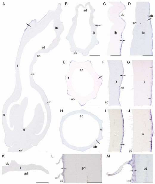 In situ hybridization of AfimTTG1. (A) Sagittal section of the Aristolochia fimbriata flower at S6; note expression restricted to the abaxial epidermis of the perianth. (B–D) Transverse (B) and longitudinal (C, D) sections of the limb at low (B), mid- (C) and high (D) magnification. (E–G) Transverse (E) and longitudinal (F, G) sections of the tube at low (E), mid- (F) and high (G) magnification. (H–J) Transverse (H) and longitudinal (I, J) sections of the utricle at low (H), mid- (I) and high (J) magnification. (K) Transverse section of the leaf. (L and M) Longitudinal section of the floral pedicel (L) and detail of its hooked trichomes (M). Arrow/bar signs point to detailed expression patterns; ab, abaxial epidermis; ad, adaxial epidermis; fi, fimbriae; g, gynostemium; l, leaf; lb, limb; mv, midvein; ov, ovary; pd, pedicel; t, tube; u, utricle. Scale bars: 100 µm (A, B, E, H); 150 µm (C, F, I); 200 µm (D, G, J); 60 µm (K–M).