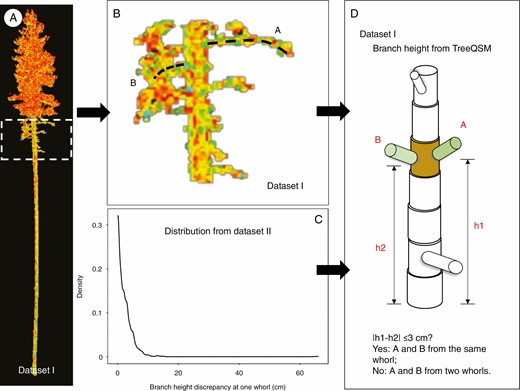 Flowchart detailing the rules of the ‘0’ branch cluster. (A) Cloud points of a scanned sample tree. (B) Details of the branches. (C) By investigating branch information from 4797 whorls (dataset I), the distribution of branch height discrepancy at each whorl was generated. (D) The TreeQSM algorithm can produce cylinders of woody parts that include branch height. Example: from the TreeQSM result, the heights of branches A and B can be derived. We denote them as h1 and h2. If |h1 − h2| ≤ 3 cm, we assume branches A and B are attached to the same whorl. Otherwise they are from two consecutive whorls.