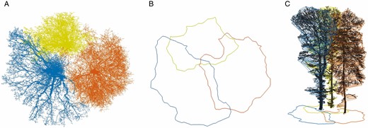 (A) Coloured MLS point clouds of a segmented tree group (plot A1) with corresponding crown polygons (B); (C) section-wise crown polygons (2.5-D). Yellow tree, Q. robur with a distance of 3.26 m from the trajectory; blue and orange tree: F. sylvatica with trajectory distances of 5.47 m and 10.43 m, respectively.
