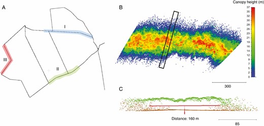 (A) Location of the test areas I, II and III in the study area Lauerholz Forest; (B) normalized digital canopy model (nDCM) of test area I; (C) side view of a point cloud section (30 m thickness, marked in A) of the DTM (brown) and nDCM (green) points.