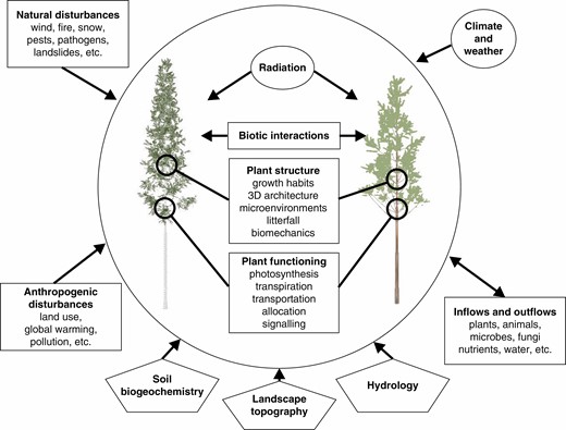 Structural heterogeneity of forest vegetation results from the interplay among multiple factors that influence structure and functioning of individual plants within forest stands over space and time. Current FSPMs largely focus on the encircled core of the system and consider the external factors with varying detail.