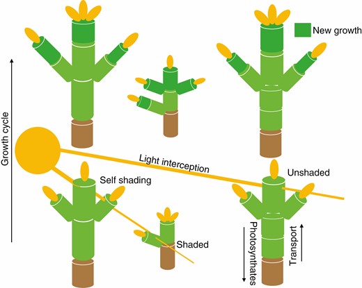 A schematic representation of how an FSPM interacts with the environment with multiple individuals simulated. Here, an environmental sub-model determines the amount of light available for photosynthesis. The overall structure of the plant determines how much light can reach different parts of the plant, which is then utilized by the physiological sub-model to calculate metabolites used for the next growth cycle. In multi-individual simulations, light is intercepted by neighbours, thus reducing resource capture.