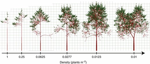 Example of FSPM function under changing environmental factors (Cournède et al., 2008). In this case, the density of individuals decreases from left to right, highlighting the impact of growing conditions on tree structure.