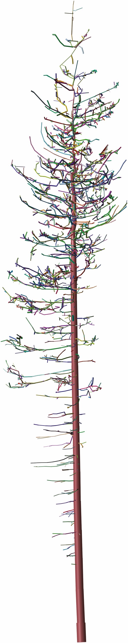 Example of a quantitative structural model (QSM). QSMs are vital for extracting detailed structural measurements of woody plants useful in downstream analysis such as FSPM input or validation and calibration. Cylinders are used to reconstruct 3-D structure from point cloud data. Here, the different colours represent the different branches of the tree.