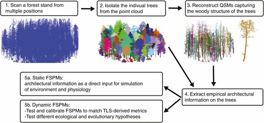 A potential TLS to FSPM workflow. 1. To minimise occlusion and gain an even point coverage, individuals should be scanned from multiple positions at regular intervals (see Wilkes et al. 2017). 2. Trees can be segmented from the large scan using segmentation software, LidR (Roussel et al. 2020) treeseg (Burt et al. 2018) or 3DForest (Trochta et al., 2017). 3. Generate QSMs for each individual in the scan (Raumonen et al. 2013) 4. Extract the appropriate structural information for use in FSPMs. 5a. Structural information can be used directly to simulate function with static woody structure and changing environmental conditions. 5B. Alternatively, structural information can be used to initialise FSPMs, aid validation and calibrate dynamic models with changes in woody structure.