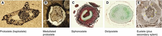 (A) Psilophyton coniculum (Early Devonian); (B) Ankyropteris glabra (Carboniferous) – brown areas are regions where parenchyma was present; (C) Adiantum sp. (extant); (D) Polypodium sp. (extant); (E) Lyginopteris oldhamia (Carboniferous) – primary xylem is indicated by a yellow x1. Most Devonian vascular plants exhibit different types of protosteles or eusteles (with a pith region); Devonian and Carboniferous plants exhibit some parenchyma intermixed with xylem as in B, supporting some of the ideas regarding the origin of pith as proposed by Tomescu and McQueen (2022). Anatomy similar to that in C may initially have supported the ‘extrastelar origin’ hypothesis of Jeffrey (1898).