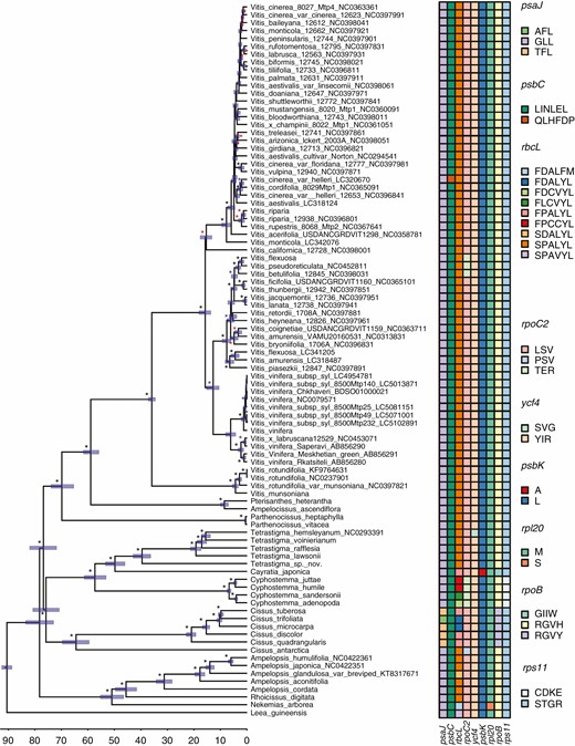 Divergence times of the main lineages of Vitaceae based on non-coding plastid DNA and estimated using BEAST 1.10.2. Black, blue and red asterisks represent bootstrap values >90, >75 and >50 respectively. The scale at the bottom of the figure is reported in millions of years before the present while blue bars represent the associated credibility interval (95 % HPD). The character data matrix drawn next to the tips of the tree shows the distribution of character states across the nine genes identified by both aBSREL and BSM methods (columns) and the species analysed (rows). For any given gene, the character states were defined by the sequence of amino acids found corresponding to the codons that were under episodic positive selection. Cells in the matrix were coloured based on the character states identified in each gene and character states were named using the appropriate combinations of the amino acid one-letter code. For example, in the case of the psaJ gene, three codons were under positive selection, resulting in three different character states: AFL (i.e. first codon: alanine; second codon: phenylalanine; third codon: leucine), GLL (i.e. first codon: glycine; second codon: leucine; third codon: leucine) and TFL (i.e. first codon: threonine; second codon: phenylalanine; third codon: leucine). In the case of a synonymous mutation, the same amino acid was used to encode character states, as in the case of the third codon of the psaJ gene. Physical positions of amino acids under selection relative to their alignment are given in Table 2. Gene names and colours used to represent different character states in each gene are given in the figure.