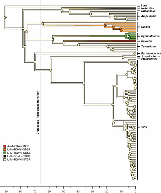 Simulated evolution of the multi-state discrete character obtained by combining data from four plastid genes (i.e. the combined dataset) mapped along the branches of the reference chronogram inferred by BEAST. State transitions along the tree edges and marginal posterior probabilities of ancestral states in internal nodes are based on stochastic mapping simulations. For the psbK, rpl20, rpoB and rps11 genes, the character states of each single gene were defined by the sequence of amino acids found corresponding to the codons that were under episodic positive selection and character states were named using the appropriate combinations of the amino acid one-letter code as explained in the main text and in Fig. 1. The combined character states were obtained by concatenating the character states found at the four genes. Concatenation was carried out in the following order: psbK–rpl20–rpoB–rps11. Overall, five combined states were found. Acronyms of the five combined states and colours used to represent them are given in the figure. The dashed vertical grey line represents the Cretaceous–Palaeogene transition at 66 Ma. Time is measured in millions of years since the present.