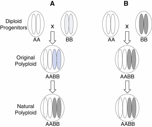 A diagram illustrating two possible scenarios of subgenome biases in polyploid formation and evolution as discussed herein, one being that the degree of increases of subgenome biases over time (A) and the other that subgenome biases mainly reflect differences between diploid donors (B). Each of the four oval shapes contained in each of the nuclei (circles) represents a haploid gamete produced by a diploid individual. Darker colours represent higher degrees of subgenome biases.