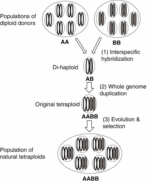 A diagram showing the major steps, thus factors that need to be considered, in studying subgenome biases in the formation and evolution of allopolyploids. Six individuals are used to represent each of the populations for both the diploid donors and the natural polyploids derived from them.