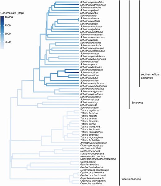 Mean holoploid genome size (Mbp) per species mapped onto the phylogeny of tribe Schoeneae. Only species with both genome size estimates and phylogenetic information are included in the figure. The estimation of maximum likelihood (ML) ancestral states was conducted with the R function ‘fastAnc’ (package ‘phytools’; Revell, 2012) and mapped onto the phylogeny with ‘ggtree’ (package ‘ggtree’; Yu et al. 2017).