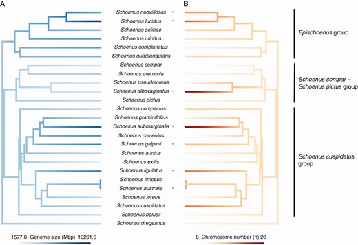 Mean holoploid genome size (Mbp) per species (A) and chromosome number (n: B) mapped onto the phylogeny of the southern African Schoenus. Only species with genome size and chromosome number estimates, as well as phylogenetic information are included in the figures. Species inferred as polyploid by ChromEvol are indicated by an asterisk. These two continuous characters were mapped onto the phylogeny with the R function ‘contMap’ (package ‘phytools’; Revell, 2012).