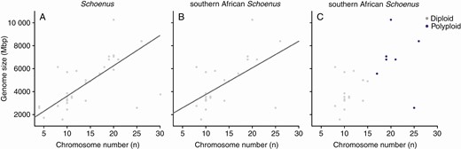 Relationship between chromosome number (n) and holoploid genome size (Mbp) for Schoenus (A), the southern African Schoenus clade (B) and the southern African Schoenus indicating ploidy levels as inferred by ChromEvol (C). All analyses considered phylogenetic relationships among species with phylogenetic generalized least squares (PGLS) with the function ‘pgls’ (R package ‘caper’ v.1.0.1; Orme et al. 2013). Significant relations (P < 0.05) between variables are indicated by solid regression lines. In C, diploids (D) are indicated in grey and polyploids (P) in purple.
