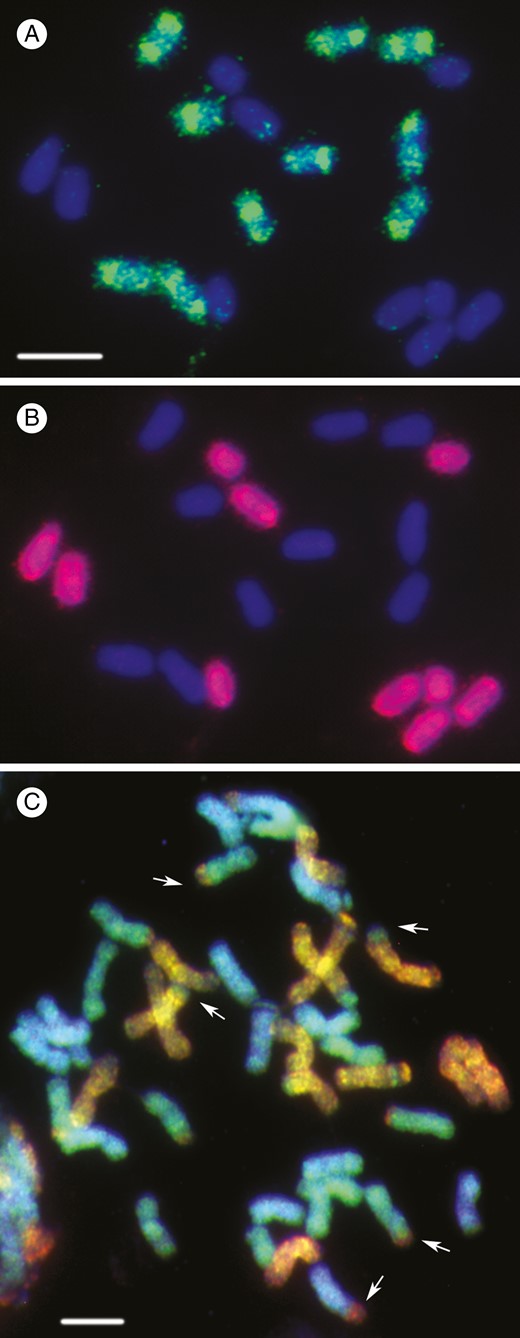 Polyploidy: its consequences and enabling role in plant diversification ... Biology Diagrams