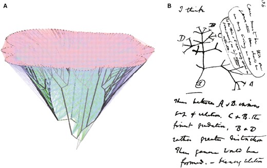 (A) Network representation of phylogeny including both vertical inheritance and lateral genetic exchange (from Dagan and Martin, 2009). (B) Darwin’s tree, showing bifurcating speciation events. This pattern is often attributed to an allopatric mode of speciation, in which geological and climactic change fragment a population into geographically isolated sub-populations that over time lose the capacity to interbreed and so become new species.