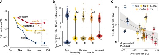 Cold hardiness and time to budbreak relations of grapevine buds in response to different chilling treatments. Cuttings of five Vitis interspecific hybrid cultivars (‘Brianna’ – BR, ‘Frontenac’ – FR, ‘La Crescent’ – LC, ‘Marquette’ – MQ, ‘Petite Pearl’ – PP) were exposed to three different chilling treatments: constant temperature (5 °C), fluctuating temperature (–3.5 and 6.5 °C, for 7 h, 17-h intervals daily), and field temperatures (in autumn and winter of 2020–2021, Madison, WI, USA). After 2.5 months under treatment, cuttings from the artificial chilling treatments were reciprocally exchanged for 1 month of additional chilling (i.e. flu-con and con-flu). (A) Cold hardiness of all original treatments was measured using 15 buds at bi-weekly intervals until the exchange point, and a final cold hardiness measurement was performed 1 month after the exchange. (B) Pairwise comparisons of cold hardiness and time to budbreak under forcing conditions (22 °C, 16-h/8-h day/night) for all cultivars combined using Fisher’s LSD test at α = 0.05. (C) Linear model showing the relationship between time to budbreak and cold hardiness of individual cultivar samples. Standard error of observations is illustrated as semi-transparent extensions from points horizontally (time to budbreak) and vertically (cold hardiness).