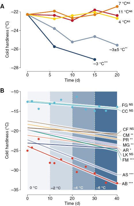 Cold hardiness changes in response to different temperature treatments for different ornamental and forest species. Changes in cold hardiness were analysed using linear models in response to time. (A) Combined effect of temperature treatments on bud cold hardiness of Acer platanoides, A. rubrum, A. saccharum, Cornus mas, Forsythia ‘Meadowlark’, Larix kaempferi, Metasequoia glyptostroboides, Picea abies and Prunus armeniaca. Temperature treatments were constant (–3, 4, 7 and 11 °C) and fluctuating (–8, –3, 2 and –3 °C for 6-h intervals each: ‘−3 ± 5 °C’). (B) Cuttings of 11 species were exposed to decreasing temperatures in –2 °C steps every 10 d from 0 to –6 °C. Linear responses are shown for all species, along with data points for two species: Cercis canadensis (CC) and Abies balsamea (AB). Other species include: FG – Fagus grandifolia; CF – Cornus florida; CM – Cornus mas; PR – Prunus armeniaca; MG – Metasequoia glyptostroboides; AR – Acer rubrum; LK – Larix kaempferi; AS – Acer saccharum. Asterisks indicate the level of significance of slopes in A and B: NSnot significant; *P ≤ 0.05; **P ≤ 0.01; ***P ≤ 0.001.