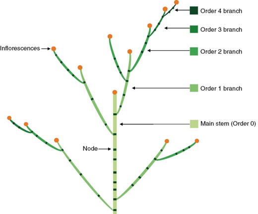 Illustration of stems and branches assigned with specific branching orders. Adapted from Vos (1995).