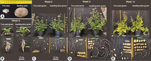 Photographs of true seeds and a seedling tuber (A) and true-seed-grown and seedling-tuber-grown plants at four developmental stages (B–E). One representative plant for each propagule type out of eight plants was selected at each stage. The above-ground part includes leafy branches from different branching orders, whereas the below-ground part contains mainly stolons and tubers.
