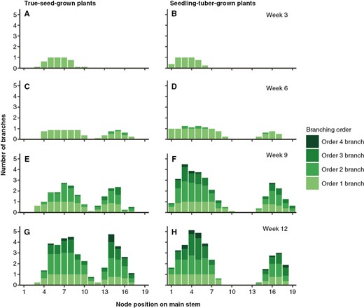 Average number of branches from different branching orders per main stem node in true-seed-grown plants and seedling-tuber-grown plants (n = 8) at four developmental stages. Node position 1 is at the bottom of the main stem.