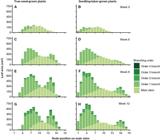 Average leaf area (in centimetres squared) distributed on different branching orders per node position on the main stem in true-seed-grown plants and seedling-tuber-grown plants (n = 8). Comparisons are made for four developmental stages. Node position 1 is at the bottom of the main stem.