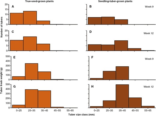 The distribution of the number of tubers (A–D) and tuber fresh weight (in grams; E–H) in five tuber size classes in weeks 9 and 12, for true-seed-grown and seedling-tuber-grown plants (mean values of eight plants).