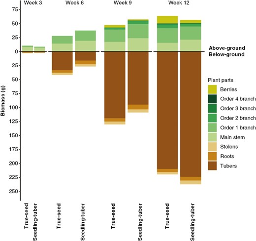 Biomass (in grams) partitioned to different parts per plant at four developmental stages for true-seed-grown and seedling-tuber-grown plants (mean values of eight plants). Biomass allocation was separated as the above-ground (upper panel) and below-ground part (lower panel).