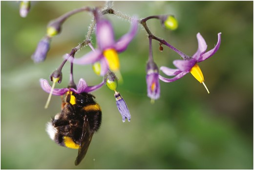 A bumblebee (Bombus terrestris, Apidae) in the stereotypical posture taken when vibrating a buzz-pollinated flower (Solanum dulcamara, Solanaceae). The bee is grabbing the base of the yellow anther cone with its mandibles, while curling its body into a C-shape around the anther cone. The bee uses the indirect flight muscles in its mesosoma to generate vibrations that are transmitted through the body of the bee, including its head, to the anthers where the vibrations result in pollen grains being ejected through small apical pores and onto the bee.