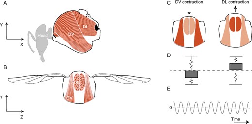 Vibrations produced during buzz pollination are powered by the stretch-activated indirect flight muscles located in the mesosoma of a bee. (A, B) A pair of dorsoventral muscles (DVM) run from the tergum (dorsal) to the sternum (ventral) sides of the mesosoma. A pair of dorsal longitudinal muscles (DLM) runs longitudinally along the mesosoma. (C) When the DVM contract (shown here with a darker colour), the tergum moves down and deforms the thorax longitudinally causing the DLM to stretch. The stretch-activation response of these muscles then causes the DLM to contract (shown with a darker colour), elevating the tergum, deforming the thorax dorsoventrally and causing the DVM to stretch. The stretch-activation response then causes the DVM to contract again, restarting the cycle. The stretch-activation response results in cycles of alternating muscle contraction in response to each electrical input from a motor neuron, allowing bees to produce vibrations of higher frequency than the rate of firing of their motor neurons. (D) Mechanical representation of the power muscles as a simplified mass-spring system. The two springs in parallel correspond to the DLM and DVM. (E) The rhythmic contraction of the power muscles results in oscillatory behaviour, visualized here as relative displacement of the surface of the thorax over time.