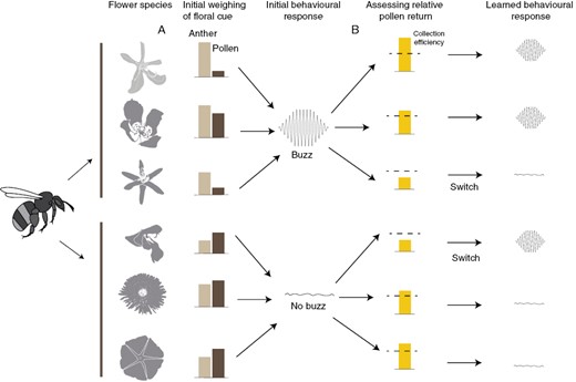 Floral cues that elicit buzzing to extract pollen probably involve (A) innate and (B) learned components. (A) Bees initially weigh two kinds of cues, anther chemical cues and pollen tactile cues (particle size) and attempt to extract pollen via buzzing when anther cues surpass some relative threshold of pollen cues (the proximate cause of buzzing). In contrast, if pollen cues outweigh anther cues, bees attempt to extract pollen without buzzing. These cues are common across angiosperms but are likely to vary in their absolute and relative strength among plant species, illustrated here as different types of flowers. After an initial attempt to extract pollen via a given motor routine, bees (B) assess the efficiency of pollen extraction (the functional consequence of their behaviour, e.g. rate of pollen collection) and hypothetically modify the pollen extraction motor routine accordingly. If efficiency is low using one pollen extraction motor routine, bees should learn to switch to the alternative motor routine and/or modify its components. Furthermore, bees might even learn to associate the appropriate motor routine with a given flower type, which would further optimize their foraging efficiency. Credit for floral profiles: A. Schmidt-Lebuhn, M. O. O. Pellegrini, M. McNair and M. Vallejo-Marin (available at: www.phylopic.org).
