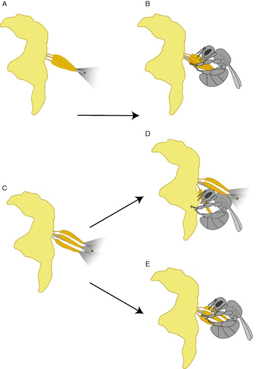 The functional consequences of different floral morphologies in buzz-pollinated plants are strongly mediated by pollinator behaviour. (A) Fused anther cones, where anthers are more or less rigidly joined into a conical structure, have evolved repeatedly in buzz-pollinated flowers. Fused anther cones transmit vibrations from bees more effectively to all anthers, releasing more pollen over a more concentrated area (A, B) compared to species with free anther architectures, where the anthers are not rigidly attached to each other (C). A free anther architecture may waste pollen if a bee does not contact the terminal pores of non-focal anthers (D). However, bees managing to bundle together multiple free anthers during buzzing effectively transform the flower into a functional cone reducing pollen wastage and increasing the precision of pollen placement on the bee’s body (E). Whether bees can hold multiple anthers together while buzzing or not should depend, in part, on the size of the bee relative to the flower.