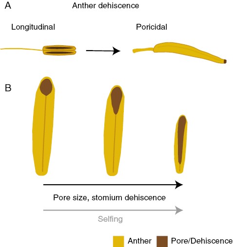 (A) The evolutionary transition to poricidal stamens involves failure of the longitudinal dehiscence of the anther, resulting in dehiscence being restricted to small apical regions of the anther. These apical dehiscence regions can form pores or small terminal slits, from which pollen grains can leave the anther. Often, this transition is accompanied by shortening of the filament, enlargement and stiffening of the anther, and a large increase in pollen production. (B) In contrast, the evolutionary breakdown of poricidal stamens could be associated with shifts in mating system from outcrossing to selfing. In some Solanum species, the transition to self-pollination appears to be associated with a reduction in the size of stamens and, importantly, an increase in relative dehiscence area, which could facilitate pollen release and autonomous selfing even in the absence of buzz pollinators.