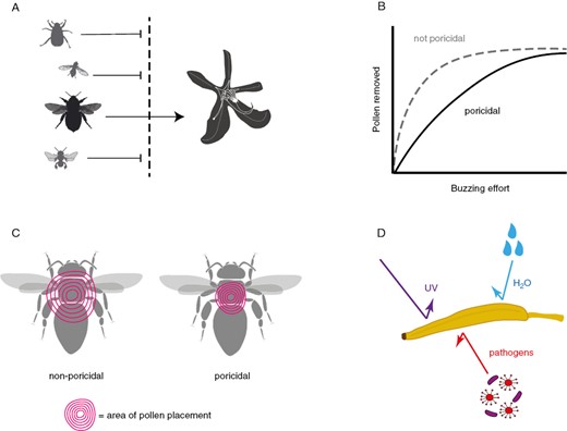 Conceptual diagram of four types of hypotheses for why poricidal flowers evolve (see text for detailed explanation and references). (A) In response to overexploitation by pollen-seeking floral visitors, poricidal flowers evolve as a filtering mechanism to restrict the type of floral visitors that can easily access pollen rewards, leaving bees capable of harvesting pollen with vibrations as the main pollinators. Note that some visitors could still remove pollen without vibrations (e.g. by chewing through the anther or gathering pollen from the pore), but this is inefficient. (B) Poricidal flowers evolve as pollen-dispensing mechanisms. Poricidal flowers might function to reduce the rate of pollen removed by pollen-seeking floral visitors compared to species with longitudinally dehiscent anthers and non-poricidal flowers. (C) Poricidal flowers evolve to increase the precision of pollen placement on the body of floral visitors. (D) Poricidal flowers evolve as a mechanism to protect pollen grains against abiotic (ultraviolet radiation, rain) and/or biotic agents (pathogens). Credit for bee profiles: M. Broussard, E. Price, A. Wilson (available at: www.phylopic.org) and M. Vallejo-Marin.