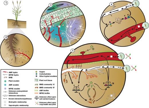 Step-wise overview of putative multipartite interactions between plant roots, mycorrhizosphere microbial communities and arbuscular mycorrhizal (AM) fungi and Mucoromycotina fine root endophyte (MFRE) fungi. 1. A sessile plant. 2. Exclusive MFRE fungi (white hypha) interactions are rare, often forming simultaneous associations alongside AM fungi (red hypha); diverse bacterial populations associate with fungi in and around the hyphae and this is termed the mycorrhizosphere. 3. Putative/unknown overview (dashed lines) of complex plant root and fungal hyphal exudate interactions. 4. Overview of potential bacterial interactions with both AM and MFRE fungi in terms of nutrient mineralization and transfer to host plant. 5. Summary panel of fundamental questions from mycorrhizal bacterial–fungal interactions (BFIs) including analysis of putative biofilms, effects of bacterial populations on nutrient mineralization and mycorrhizal function, bacterial–bacterial (B-B) interactions, fungal–fungal (F-F) interactions and BFIs.