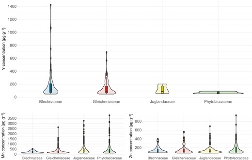 Violin plots showing the distribution of foliar concentrations of Y, Mn and Zn obtained with the XRF instrument within the families Blechnaceae, Gleicheniaceae, Juglandaceae and Phytolaccaceae.