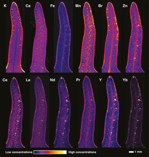 Synchrotron µXRF elemental maps showing the distributions of K, Ca, Fe, Mn, Br, Zn, Ce, La, Nd, Pr, Y and Yb in a pinnule of Dicranopteris linearis (specimen P01523962). The scan measures 15.88 × 4.15 mm, with a 6-µm step size and 5-ms dwell time.