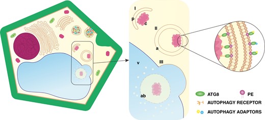 Schematic representation of autophagy in plant cells. The process consists of: (I) phagophore (p) incorporating cargo (c); (II) autophagosome (a) maturation; and (III) autophagosome fusion with the vacuole (v), followed by the release of the autophagic body (ab) for digestion. Abbreviation: PE, phosphatidylethanolamine. (Not drawn to scale.)