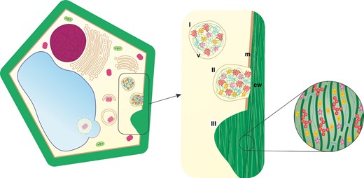 Schematic representation of plant cell wall formation: (I) formation of a vesicle (v) with cell wall matrix; (II) compounds modifying cell wall (cw) chemistry are delivered via exocytosis (m, cell membrane); and (III) the secondary cell wall is highly differentiated and can form thickenings. (Not drawn to scale.)