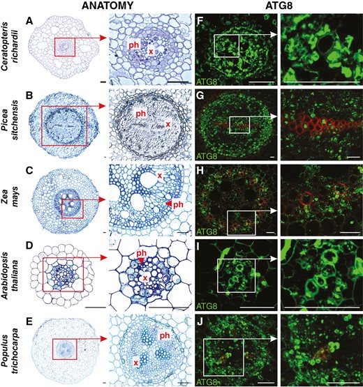 Anatomy (A–E) and ATG8 immunolocalization (green fluorescence; F–J) in selected vascular plant model organisms. Abbreviations: ph, phloem; x, xylem. Scale bars: 50 μm.