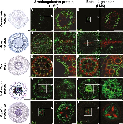 Immunolocalization of arabinogalactan protein (LM2) and β-1,4-galactan (LM5) in roots of plants belonging to various taxonomic groups (fern, gymnosperm and angiosperm: monocotyledonous and dicotyledonous, both herbaceous and woody). Red colour indicates lignin autofluorescence. Scale bars: 50 μm.