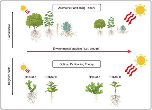 Schematic representation of the allometric partitioning theory (APT) at the global scale and optimal partitioning theory (OPT) at regional scales. At the global scale, the APT predicts that across plant species biomass allocation along a gradient reflects allometric relationships between organs (i.e. leaf scales with a 3/4 power law with respect to both stem and roots, while stem scales isometrically with roots). In contrast, at smaller, regional scales, the OPT predicts that plants allocate biomass towards the limiting factor (e.g. roots under drought conditions). Yet, Doležal et al. (2024) highlight that this biomass investment can vary depending on the habitat considered (e.g. wetland and dry steppe plants allocate more biomass below ground, while alpine plants invest less biomass above ground). Note, plants represented in the figure are only explicative and do not represent the species investigated by Doležal et al. (2024). Figure created with BioRender.com.
