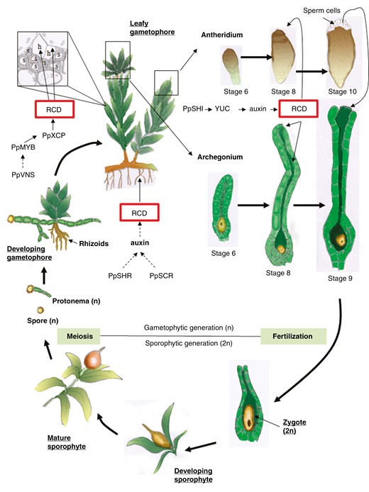 Scheme representing the life cycle of a bryophyte (Physcomitrella patens) focusing on analogous RCD processes observed in bryophytes and angiosperms. Spores (n) develop into a protonema (n) which eventually develops into leafy gametophores with rhizoids. Within the gametophores, water-conducting elements develop in the aerial part depending on PpVNS (VND-, NST/SND-, SMB -SOMBRERO-related protein) that might induce PpMYB transcription factors. Downstream genes include PpXCP (XYLEM CYSTEINE PROTEASES) among others. In the rhizoids, PpSHR (SHORT ROOTS) and PpSCR (SCARECROW), together with auxin signalling (AUX1 homologue), might trigger RCD to form water-conducting elements. Within the gametophore develops the archegonium (where female gametes mature) and the antheridium (where motile male gametes mature). In the archegonium, PpSHI1 and PpSHI2 trigger RCD through a signalling pathway that involves YUCCA genes and an auxin maximum in canal cells, the upper basal cell and apical cells. In the antheridium, PpSHI might be involved in the burst of the apical cells (an RCD event) allowing the release of motile sperm cells. In the presence of water, these flagellated sperm cells will reach the open mature archegonium and moving through the dead canal they will encounter the female gamete (egg cell-n). Fertilization takes place giving rise to the zygote (2n) which develops into the sporophyte on the leafy gametophyte. Once the sporophyte matures in a sporangium, mother cells undergo meiosis and all four haploid spores survive. The sporangium eventually collapses (or opens depending on the species) and haploid spores are released.